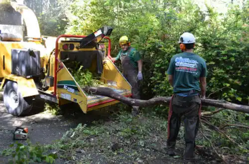 tree services Olney